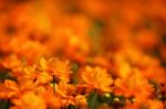 Orange Cosmos Flower Stock Photo