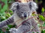 Koala Stock Photo