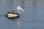 Pelican Stock Photo