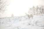 White Dog Samoyed Play On Snow Stock Photo