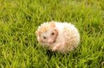 Little Hedgehog On Green Grass Stock Photo