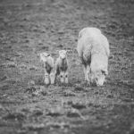 Sheep On The Farm During The Day Stock Photo