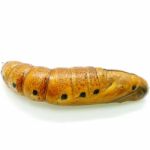 Oleander Hawk-moth Pupa Stock Photo