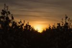 Cotton Field In Oakey, Queensland Stock Photo