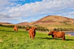 Highland Angus Cow Stock Photo