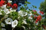 East Grinstead In Bloom Stock Photo