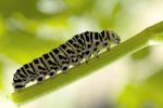 Monarch Caterpillar Eating Milkweed Stock Photo