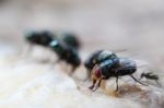 Flies Are Swarming Stock Photo