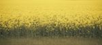 Field Of Canola Plants Stock Photo