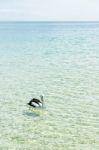 Pelican Swimming In The Water Stock Photo