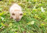 Little Kitten Running Around On The Grass Stock Photo