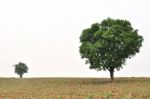 Small And Big Tree Stock Photo