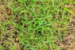 Fresh And Dry Grass Stock Photo