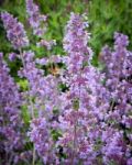 Purple Flower With Hummingbird Hawk-moth Stock Photo