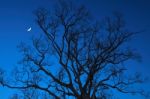 Dead Tree At Night With A Half-moon Stock Photo