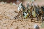 Diversity Of Butterfly Species,butterfly Eating Salt Licks On Ground Stock Photo