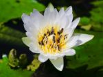 Bees On White Lotus Pollen Stock Photo