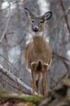 Beautiful Image With The Deer In The Forest Stock Photo