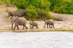 Elephants At The Bank Of Chobe River In Botswana Stock Photo