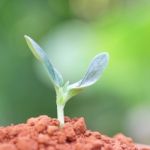 Growing Plants Stock Photo