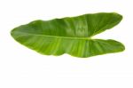 Fresh Green Leaf Isolated On White Background Stock Photo