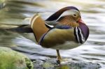 Mandarin Duck Stock Photo