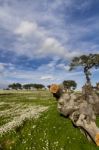 Spring Countryside Landscape Stock Photo