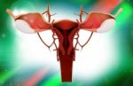 Female Reproductive System Stock Photo