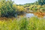 Small Pond In The Woods Stock Photo