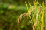 Close Up Rice Fields On Terraced Of Yellow Green Rice Field Landscape Stock Photo