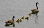 Beautiful Isolated Image Of A Young Family Of Canada Geese Swimming Stock Photo