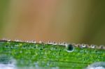 
Dew On Leaves Stock Photo