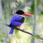 Black-capped Kingfisher Stock Photo