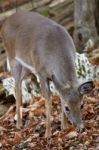 Beautiful Background With The Cute Deer Eating The Leaves In The Forest Stock Photo