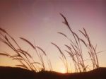 Soft Light Tone, Grass And Sunset Stock Photo