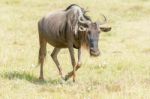 Blue Wildebeest In Tanzania Stock Photo