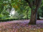 Wild Cyclamen (persicum) In Full Bloom Stock Photo