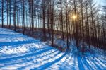 Landscape In A Winter Forest At Sunset Stock Photo