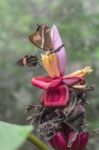 Butterflies On Exotic Tropical Flower, Ecuador Stock Photo