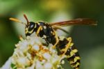 Wasp On A Flowering Tree Stock Photo