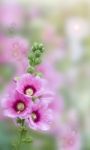 Beautiful Pink Flower Stock Photo