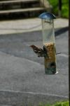 Chaffinch Feeding Stock Photo