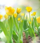 Beautiful Yellow Tulips Stock Photo