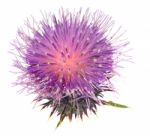 Thistle Stock Photo