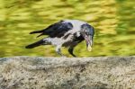 Raven With A Piece Of Bread Stock Photo