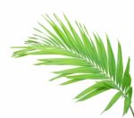 Green Palm Leaf Isolated On White Background Stock Photo