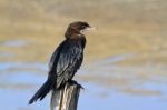 Cormorant Stock Photo