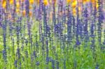 Lavender Stock Photo