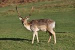 A Lonely Stag Stock Photo