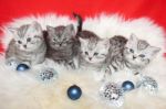 Row Young Tabby Cats On Sheep Skin With Christmas Balls Stock Photo